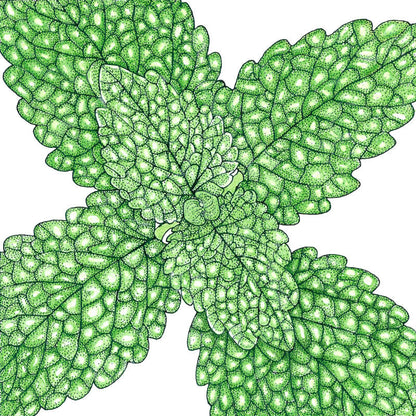 Lemon balm seeds product image showing bright green, textured leaves on Tampa Home & Garden Store