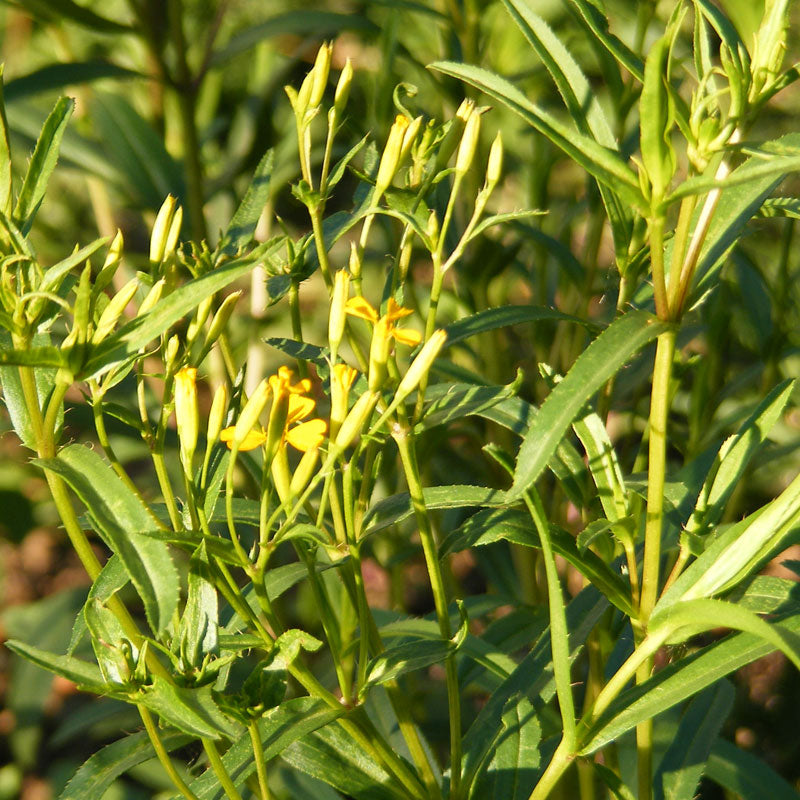 Graines d'estragon mexicain (biologiques)