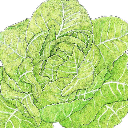 Jericho Romaine Lettuce seeds illustrated as a bright green lettuce head with leaves on Tampa Home & Garden Store