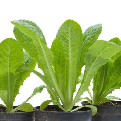 Jericho Romaine lettuce seedlings in three black pots with bright green leaves on Tampa Home & Garden Store