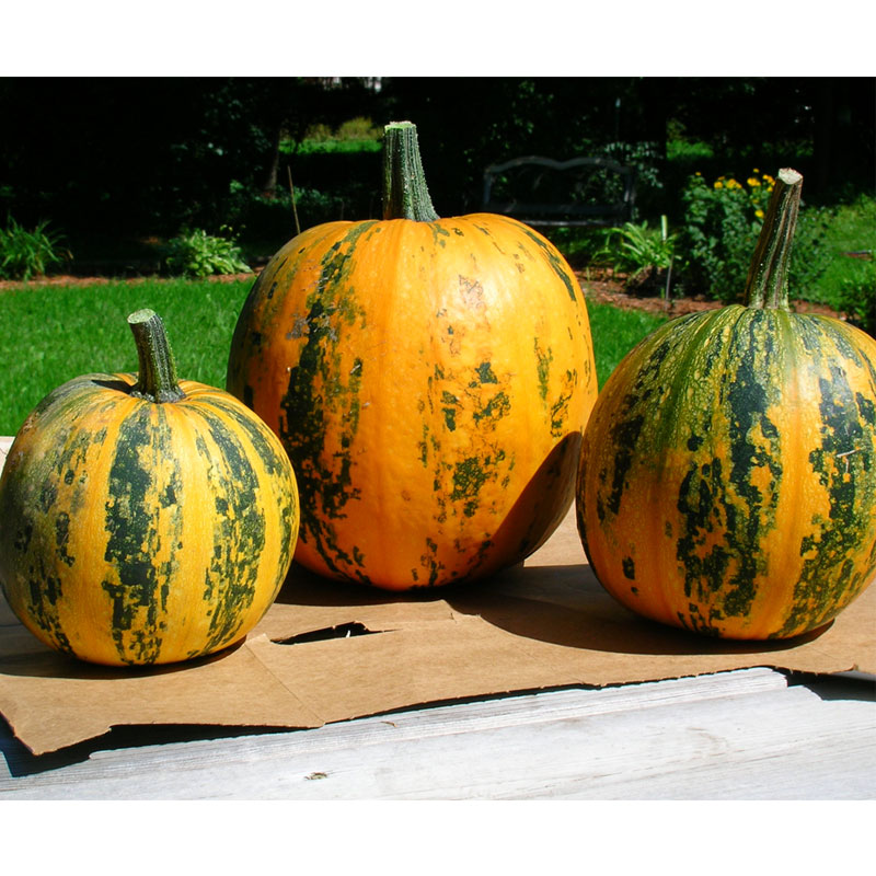 Graines de citrouille Kakai (sans coque) (biologiques)