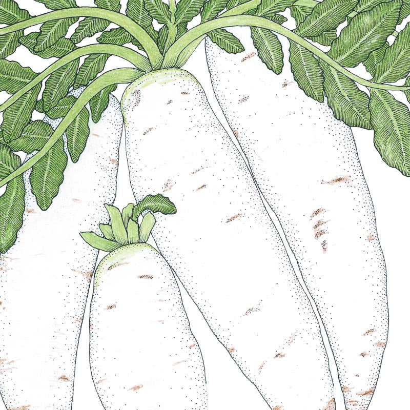 Graines de radis daikon (biologiques)