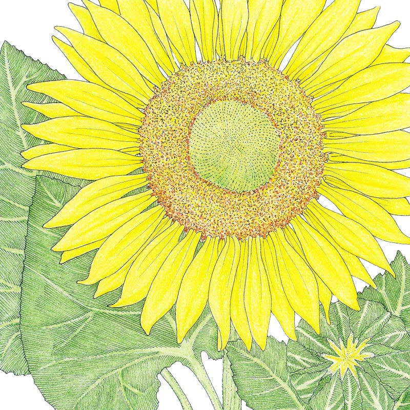 Tournesol gratte-ciel (biologique)