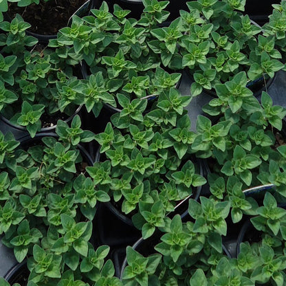 Greek oregano seedlings in numerous black pots, lush green compact herb plants on Tampa Home & Garden Store