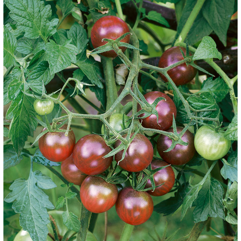 Semillas de tomate cherry de color negro (orgánicas)