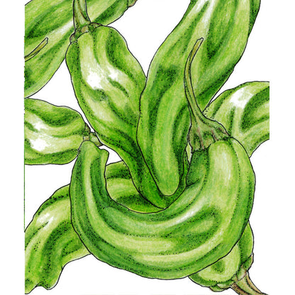 Shishito Pepper Seeds green curved peppers illustration Seedtime Store on Tampa Home & Garden Store