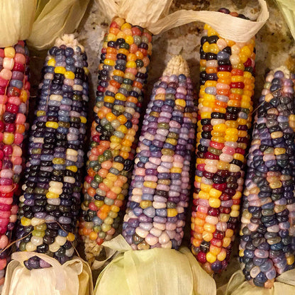 Glass Gem Corn seeds Seedtime Store, multicolor kernels on husked ears on Tampa Home & Garden Store