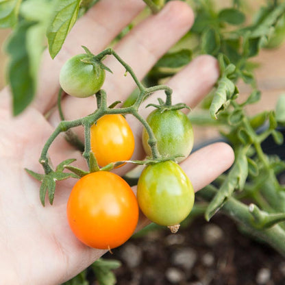 Gold Nugget tomato seeds from Seedtime Store, orange and green cherry tomatoes on vine on Tampa Home & Garden Store