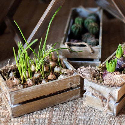 Solid Wood Crate with Rope Handles by RusticReach, three crates with onion sprouts and bulbs on Tampa Home & Garden Store