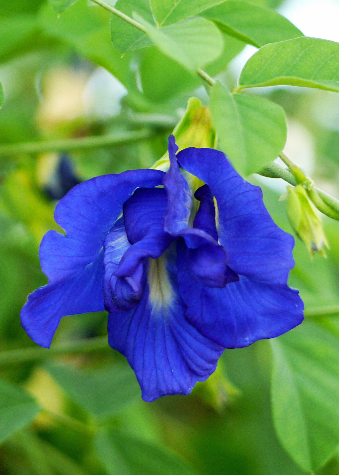 Butterfly Pea bloom (Clitoria ternatea) blue flower on green foliage Sow Exotic on Tampa Home & Garden Store