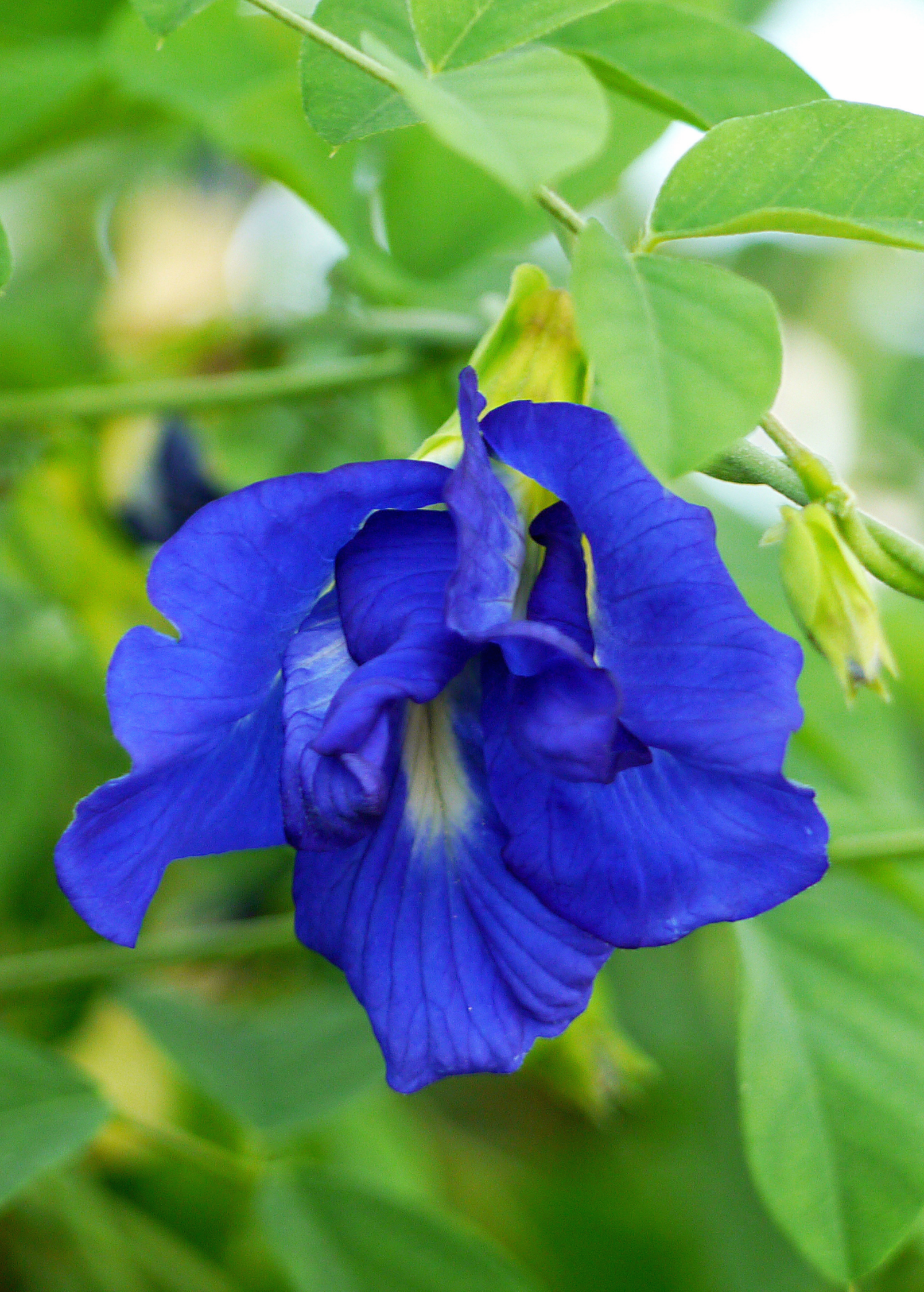 Butterfly Pea bloom (Clitoria ternatea) blue flower on green foliage Sow Exotic on Tampa Home & Garden Store