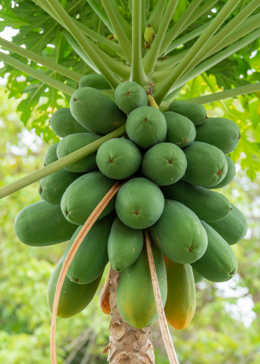 Papaya Dwarf Red Lady tree with green papayas Sow Exotic on Tampa Home & Garden Store
