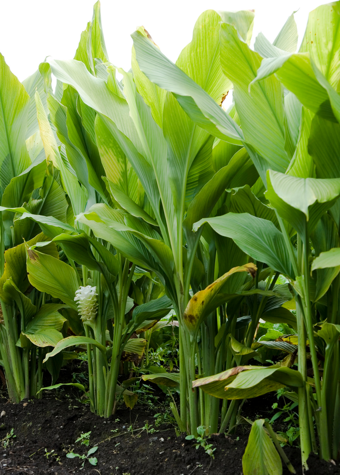 Planta de cúrcuma, naranja (Curcuma longa)