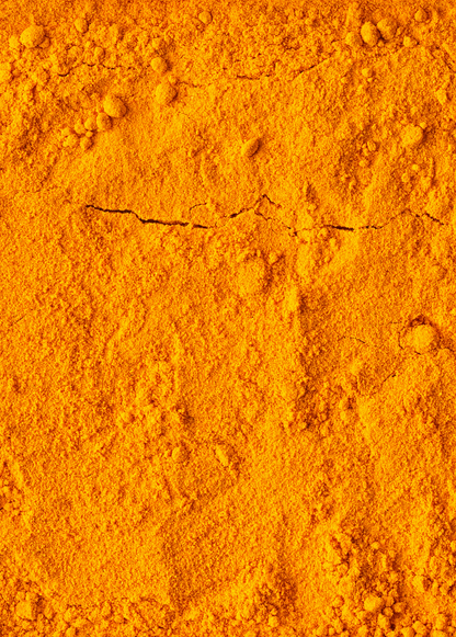 Planta de cúrcuma, naranja (Curcuma longa)