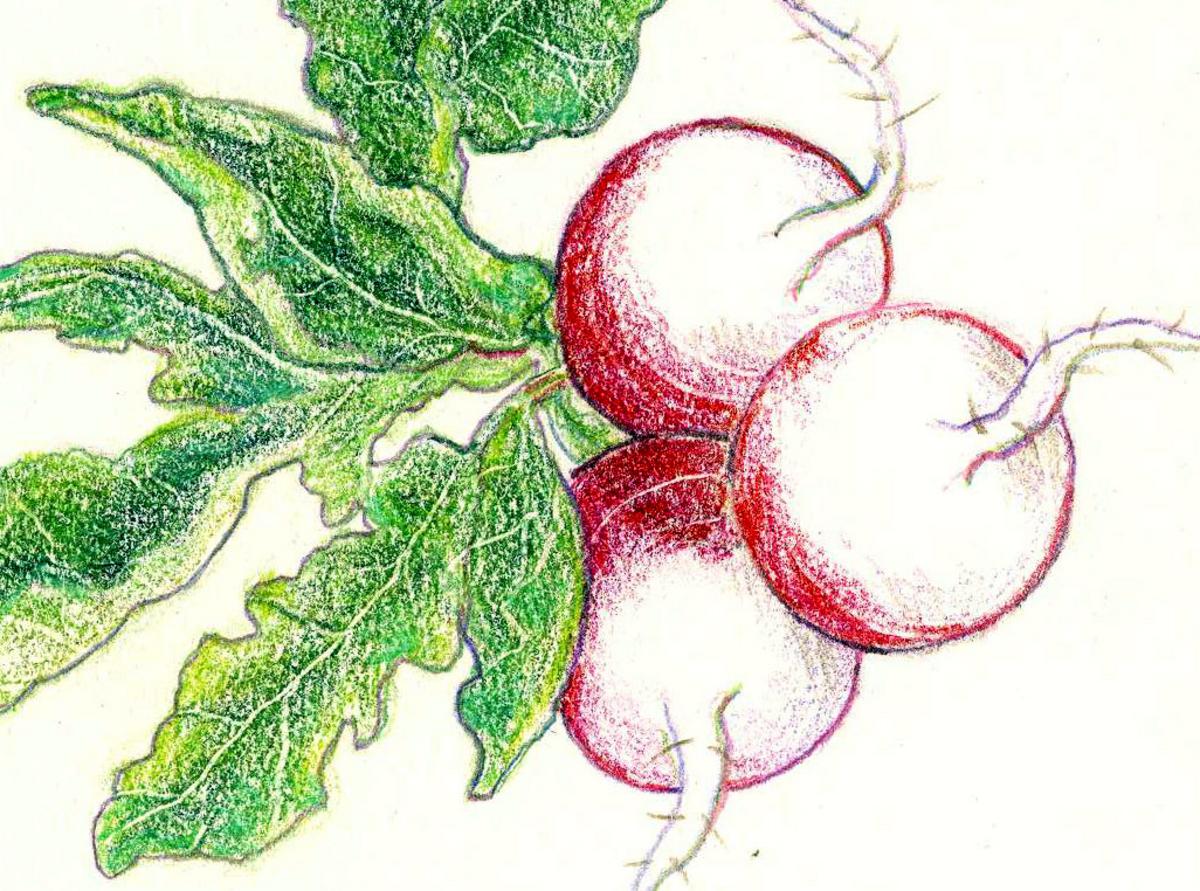 Sparkler White Tip radish seeds, red globes with green leaves on Seedtime Store on Tampa Home & Garden Store