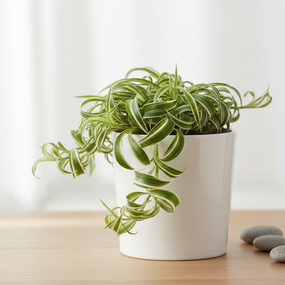 Spider Plant Bonnie in a white ceramic pot with cascading variegated green and cream leaves on Tampa Home & Garden Store