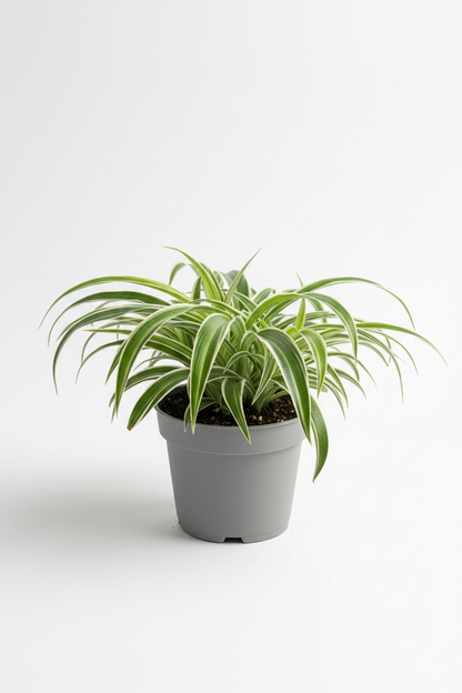 Reverse Spider Plant in gray pot with variegated leaves on Tampa Home & Garden Store