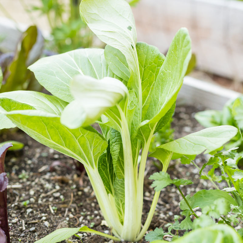 Graines de Pak Choi (Biologique)