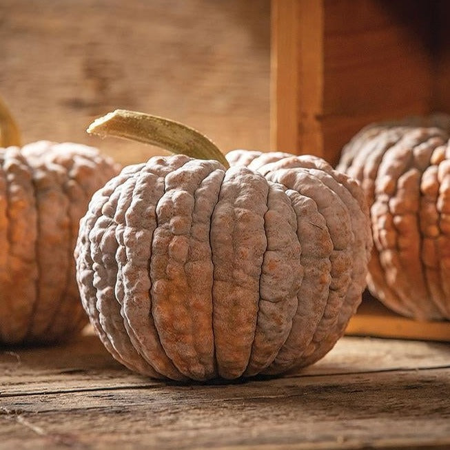 Three Black Futsu squash with deeply ribbed, dusty gray rind on wooden surface on Tampa Home & Garden Store
