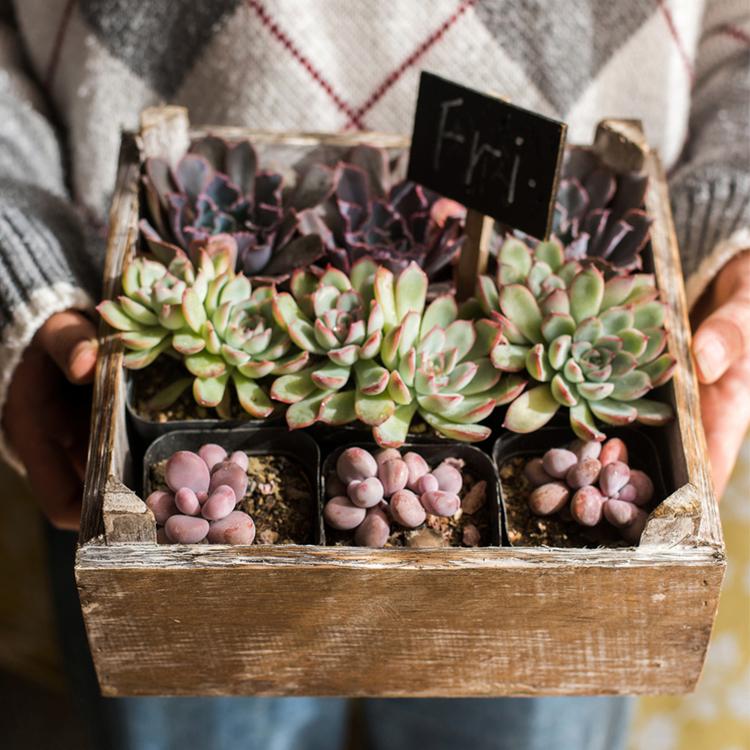Square solid wood table box set of 3 by RusticReach with assorted succulents on Tampa Home & Garden Store