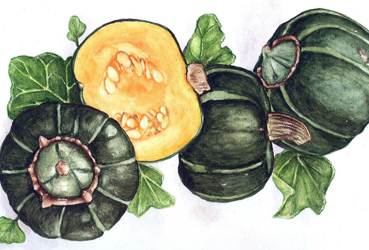 Buttercup Burgess Winter Squash seeds, dark green rind, Seedtime Store on Tampa Home & Garden Store