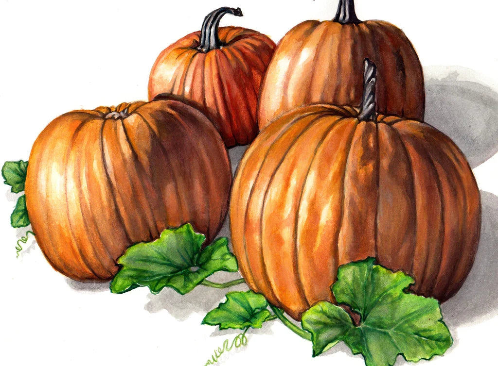 Connecticut Field Pumpkin seeds illustration shows orange pumpkins with ribbed skins on Tampa Home & Garden Store