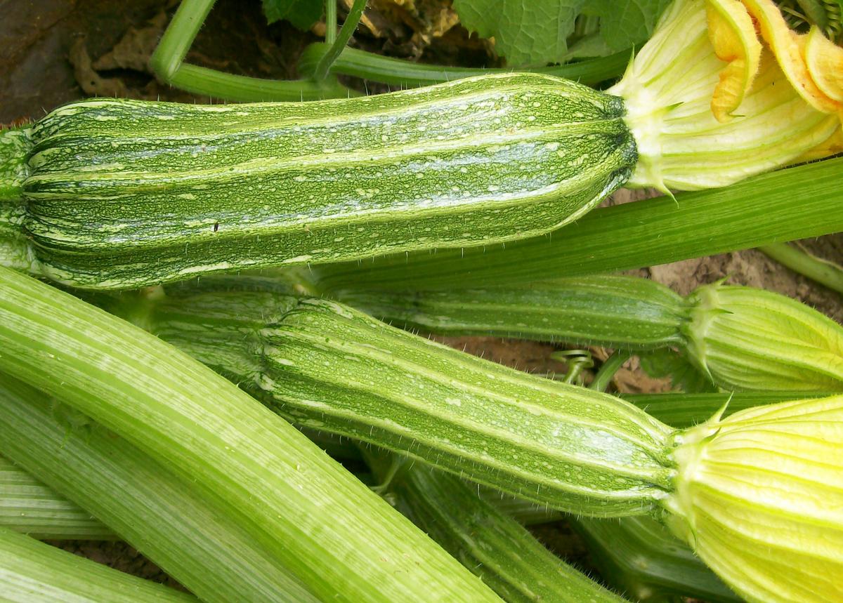 Costata Romanesca summer squash fruits, several green striped zucchini seeds by Seedtime Store on Tampa Home & Garden Store