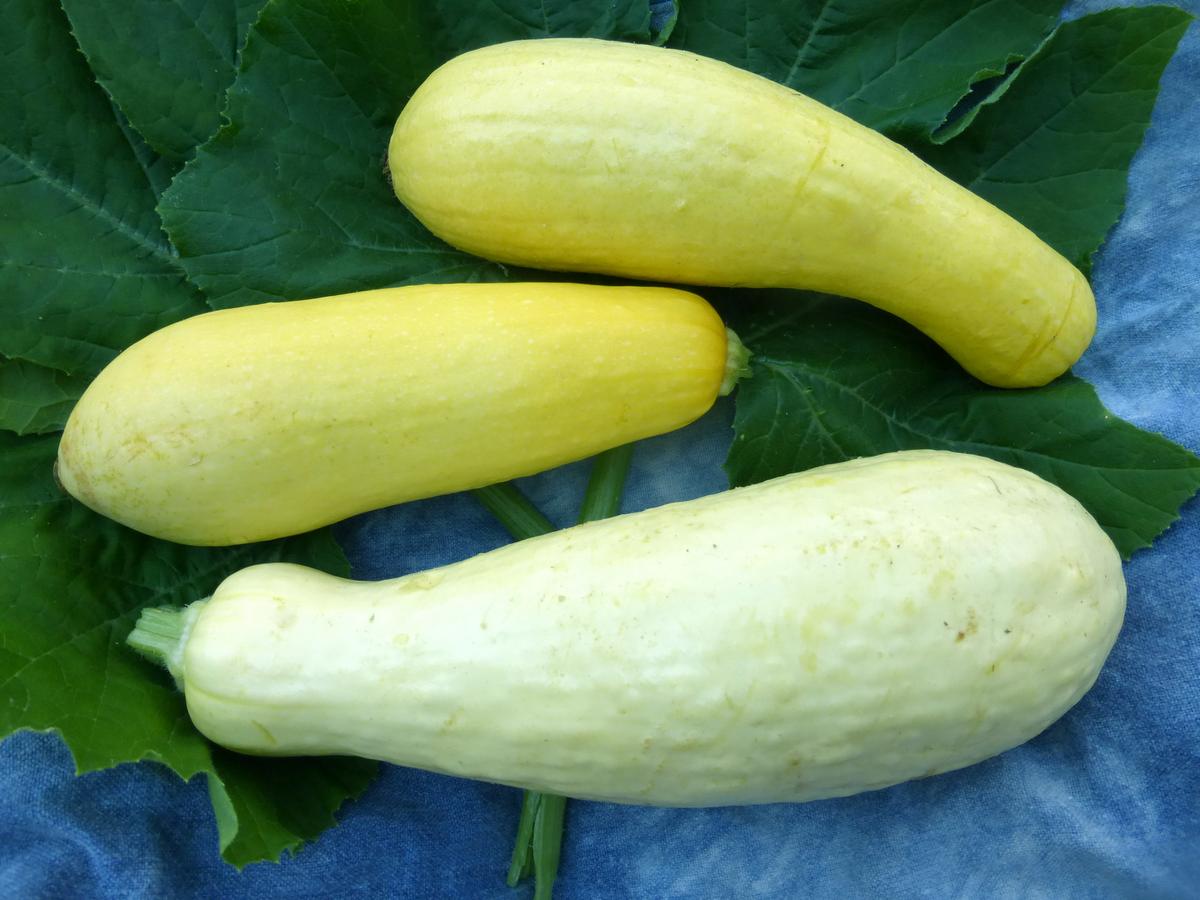 Early Prolific Straightneck Summer Squash three pale yellow squash on green leaves on Tampa Home & Garden Store