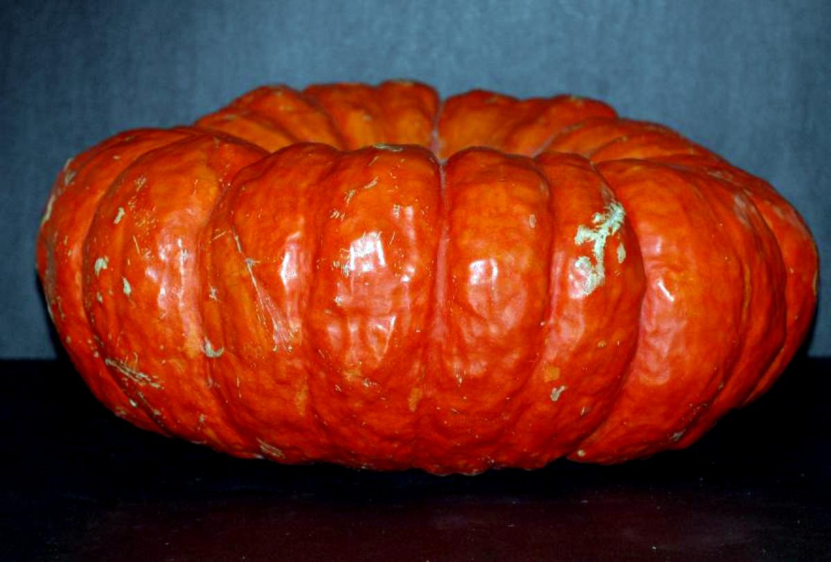 Rouge Vif d’Etampes Cinderella pumpkin, orange ribbed heirloom pumpkin on Tampa Home & Garden Store