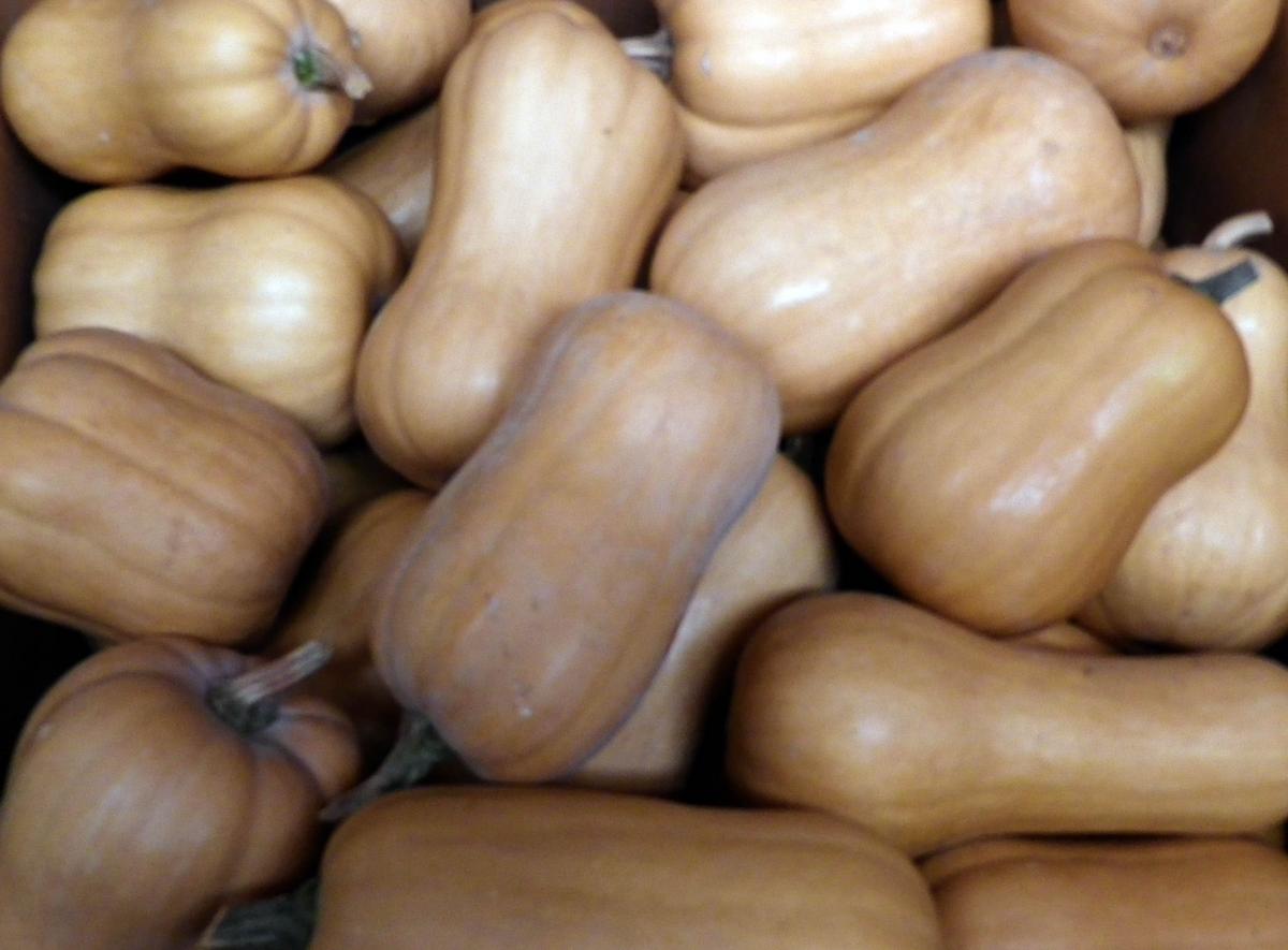 South Anna butternut winter squash in a crate, tan-orange fruits, Seedtime Store seeds on Tampa Home & Garden Store