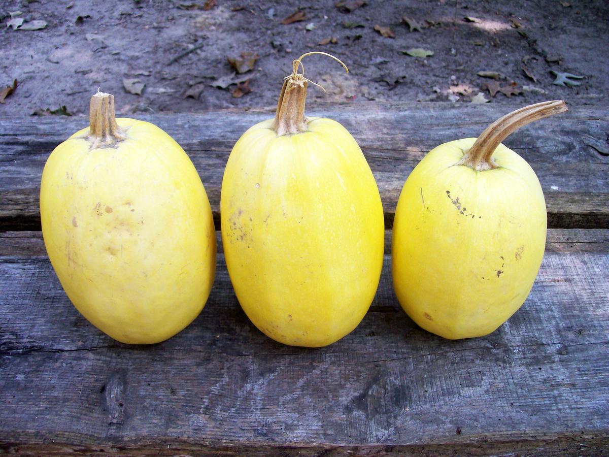 Spaghetti Squash three yellow winter squash on rustic wood bench Seedtime Store Seeds on Tampa Home & Garden Store