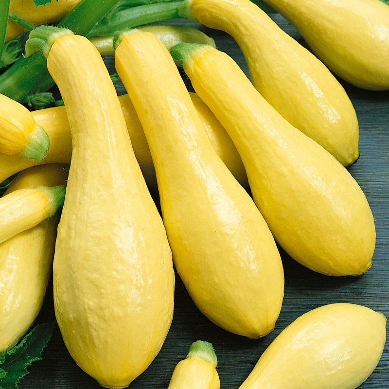 Graines de courgettes d'été à col droit précoces (biologiques)