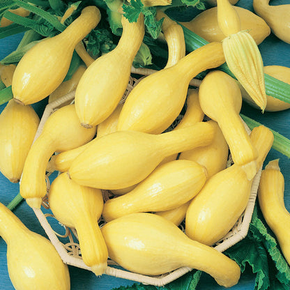 Early Crookneck Summer Squash seeds Seedtime Store, yellow crookneck squash in a basket on Tampa Home & Garden Store