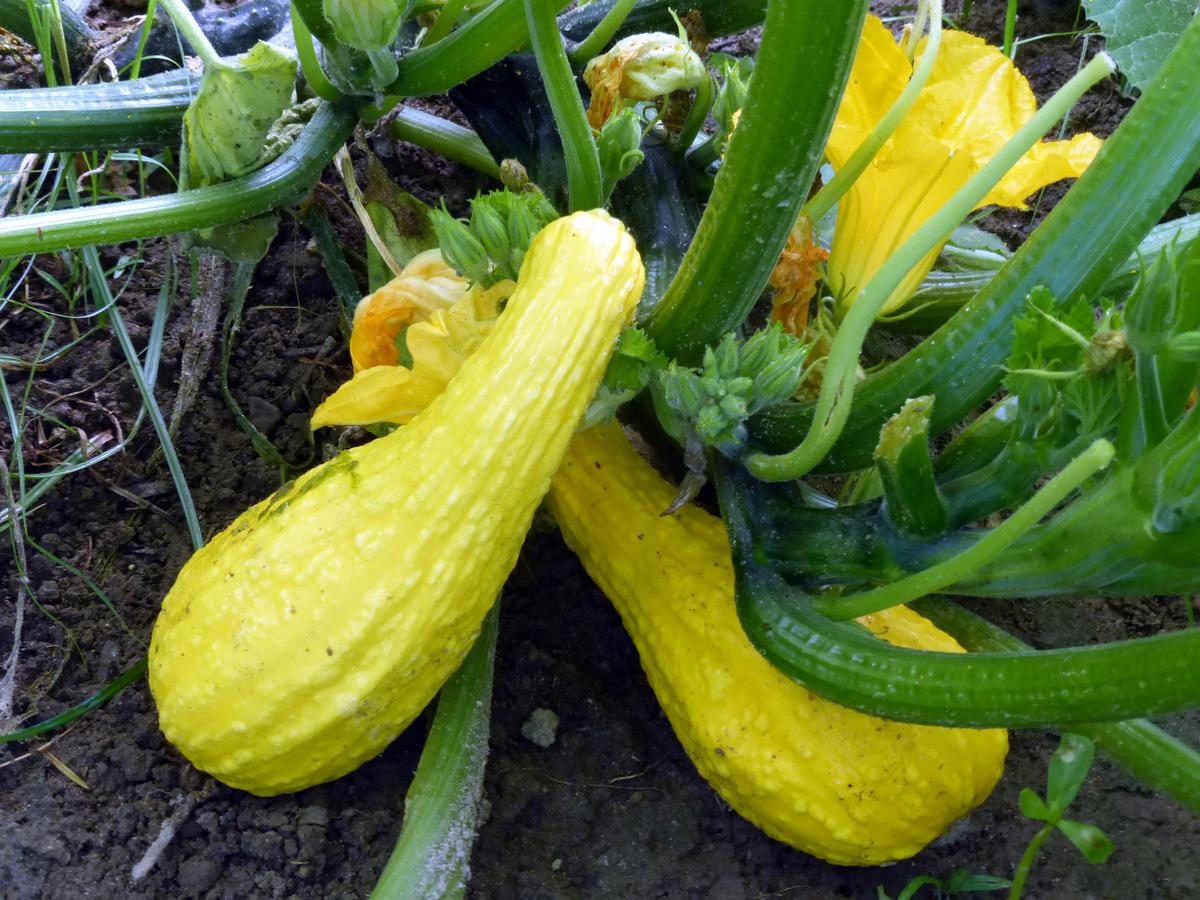 Yellow crookneck summer squash, two fruits on green vines, Seedtime Store seeds on Tampa Home & Garden Store