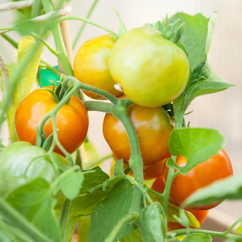 Semillas de tomate Stupice (orgánicas)