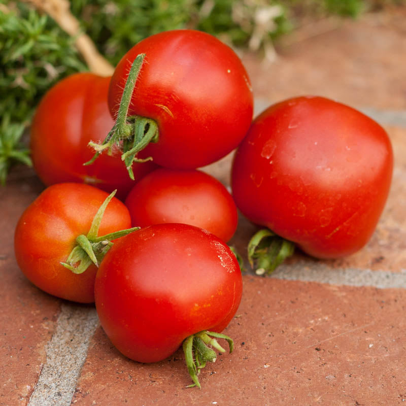 Semillas de tomate Stupice (orgánicas)