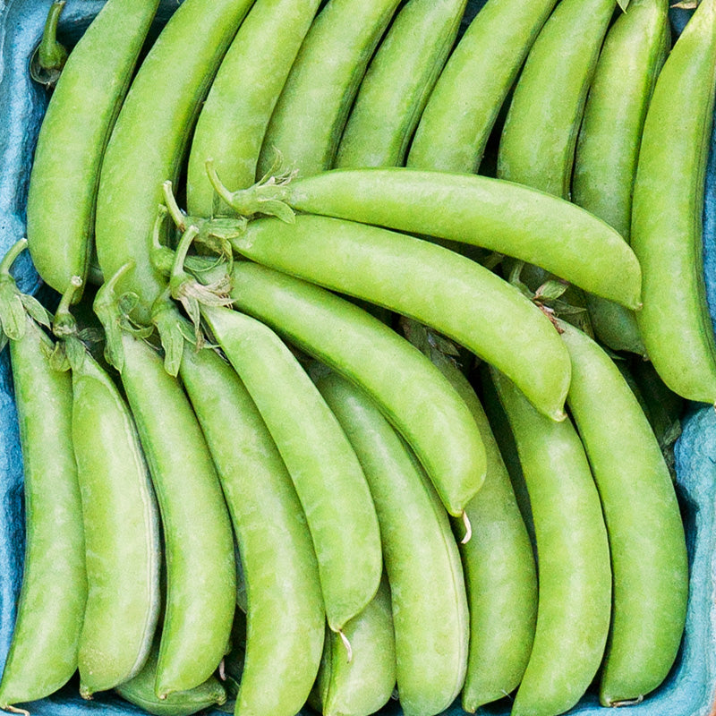 Graines de pois sucrés (biologiques)