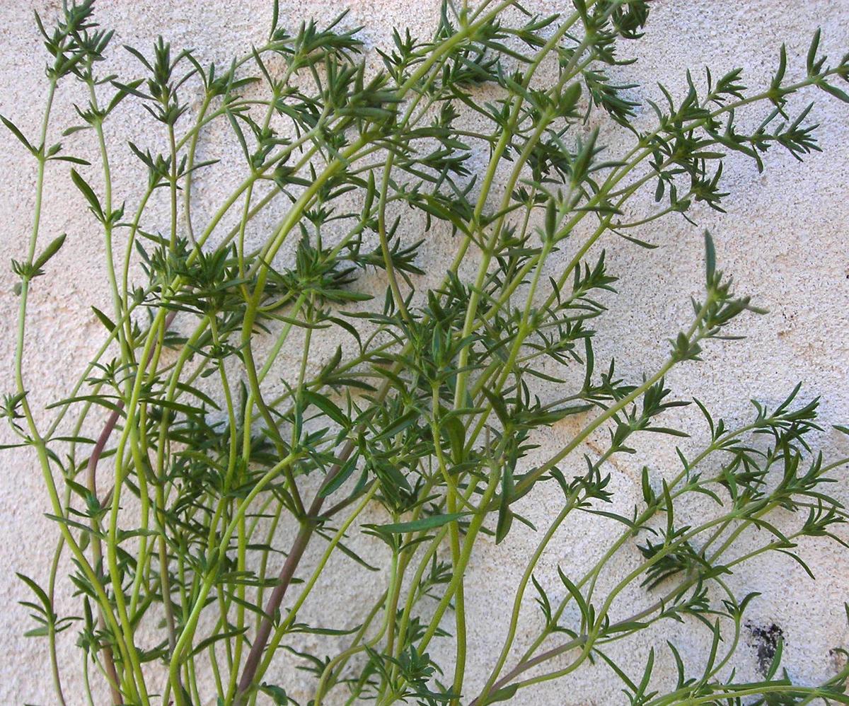 Summer savory herb seeds plant with slender green stems and small leaves Seedtime Store on Tampa Home & Garden Store