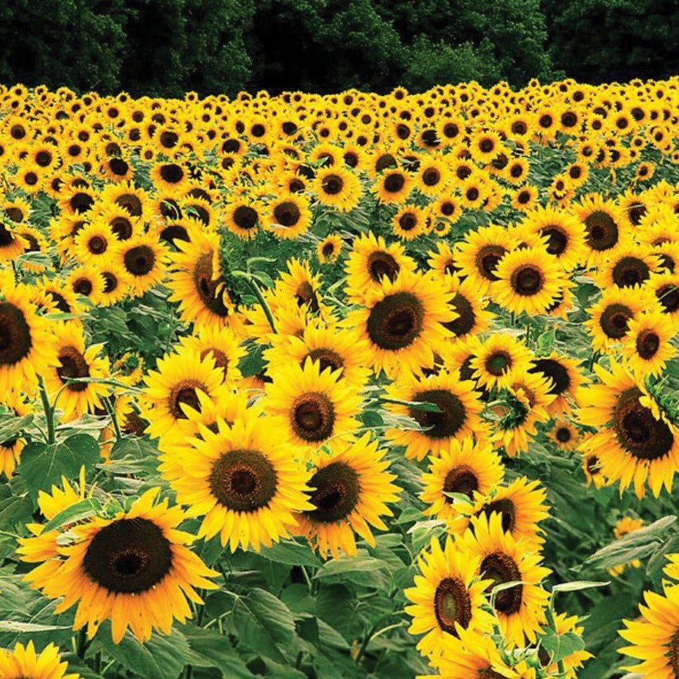 Black Russian Sunflower seeds from Seedtime Store, vibrant yellow blooms fill a field on Tampa Home & Garden Store