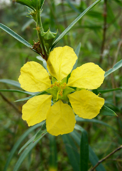 Planta abrecaminos, Sinicuichi (Heimia salicifolia)