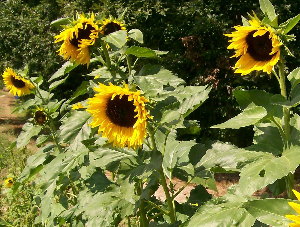 Hopi Dye Sunflower seeds; bright yellow sunflowers with dark centers and broad green leaves on Tampa Home & Garden Store