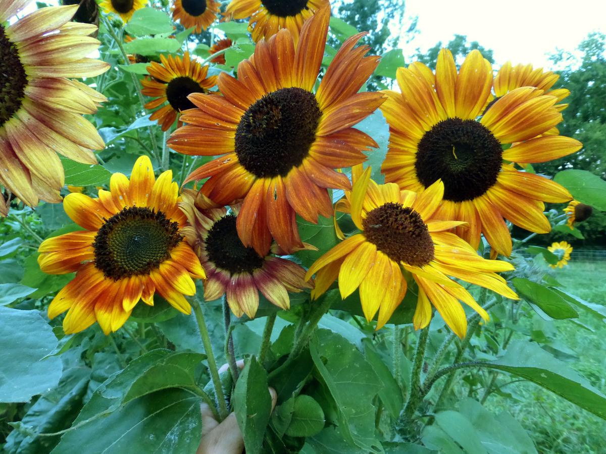 Velvet Queen sunflower seeds orange petals and dark centers Seedtime Store on Tampa Home & Garden Store