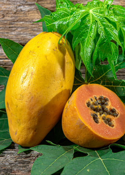 Sunset Solo Papaya Tree (Carica papaya)