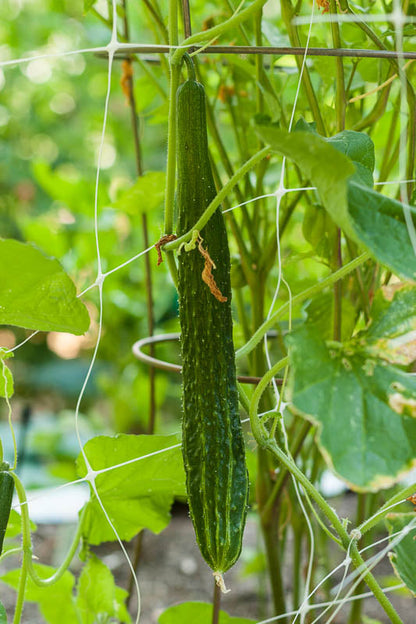 Suyo Long cucumber seeds Seedtime Store on trellis; long dark-green cucumber fruit on Tampa Home & Garden Store