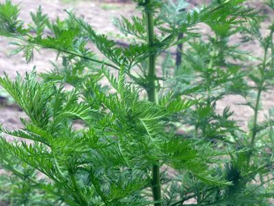 Sweet Annie Seeds plant with bright green feathery foliage on Tampa Home & Garden Store