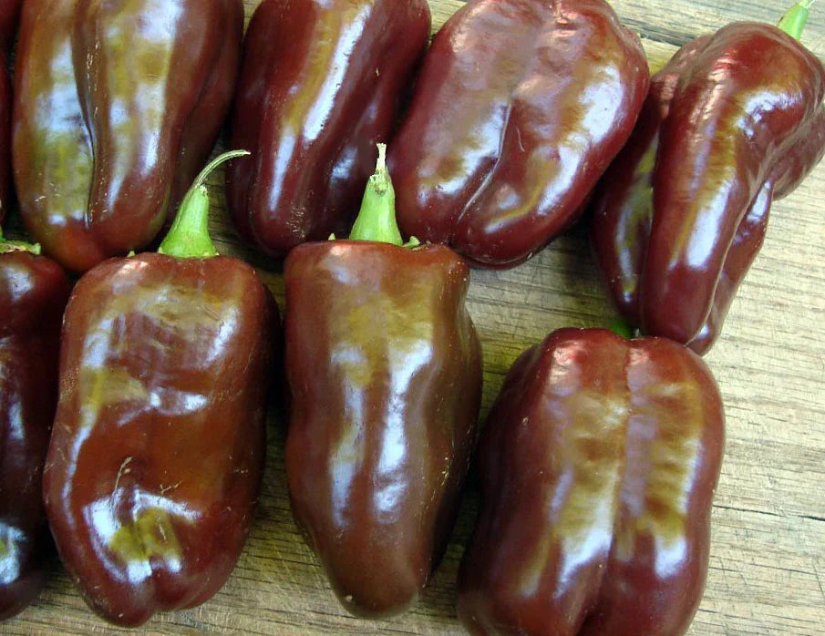 Sweet Chocolate Pepper peppers, glossy brown-red fruits, multiple on wood on Tampa Home & Garden Store