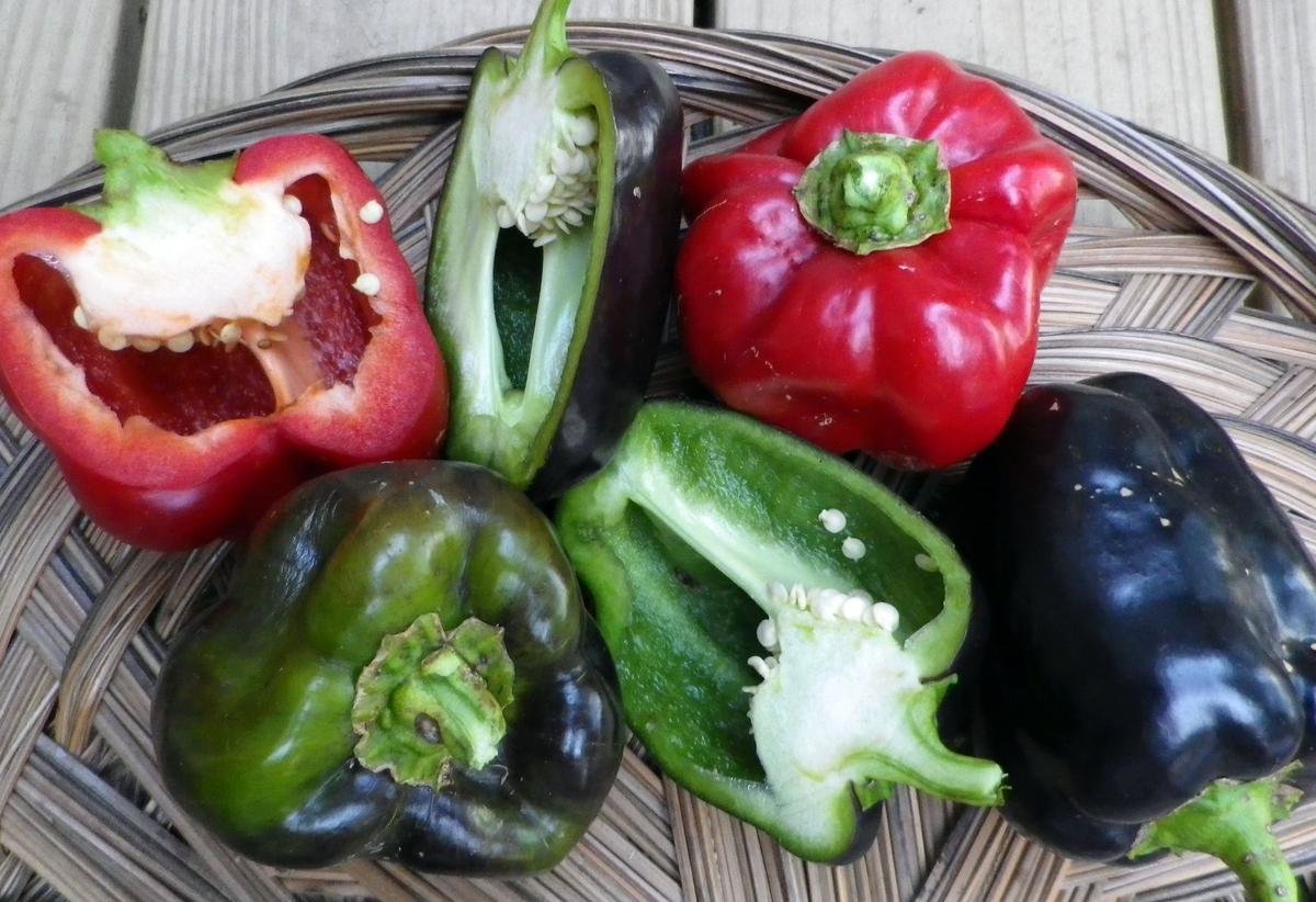 Purple Beauty Sweet Bell Pepper peppers in a basket; red, green, purple skins with seeds on Tampa Home & Garden Store