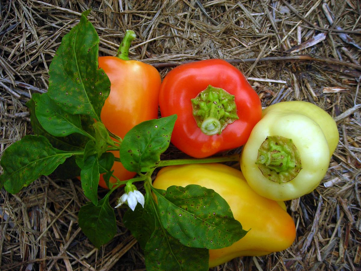 Yellow Belle Sweet Bell Pepper four peppers in mixed colors with green leaves on straw on Tampa Home & Garden Store