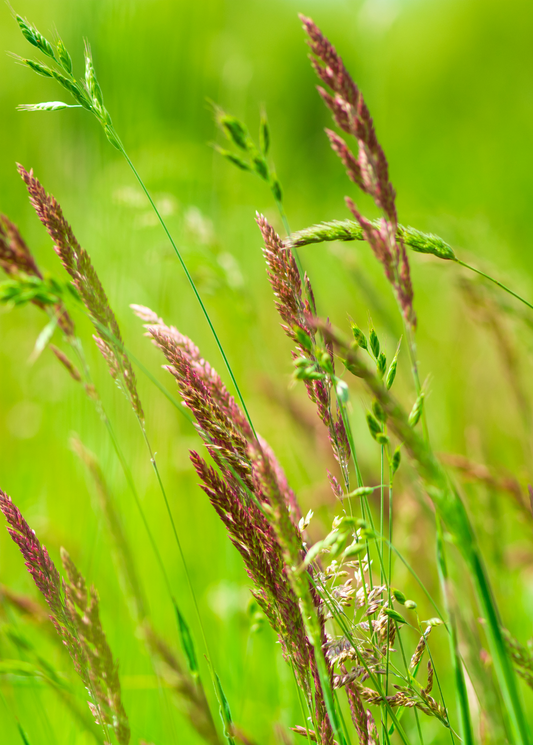 Sweetgrass Plant (Hierochloe odorata)