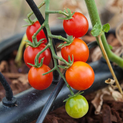 Sweetie Tomato seeds on-vine cherry tomatoes red ripe fruit with one green unripe Seedtime Store on Tampa Home & Garden Store